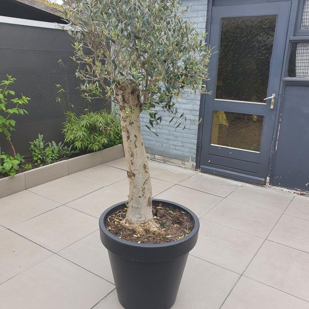 Olifbomen, Ophalen, Overige soorten