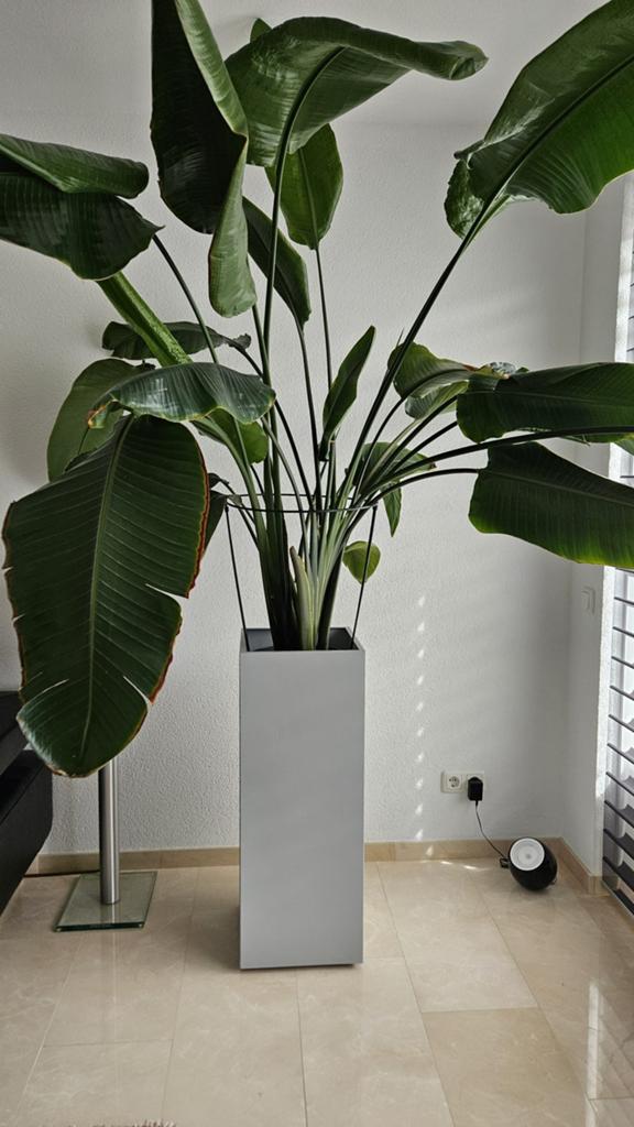 Verrijdbare plantenbak. Ca. 90 cm hoog., Tuin en Terras, Ophalen, Vierkant, Zo goed als nieuw, Binnen