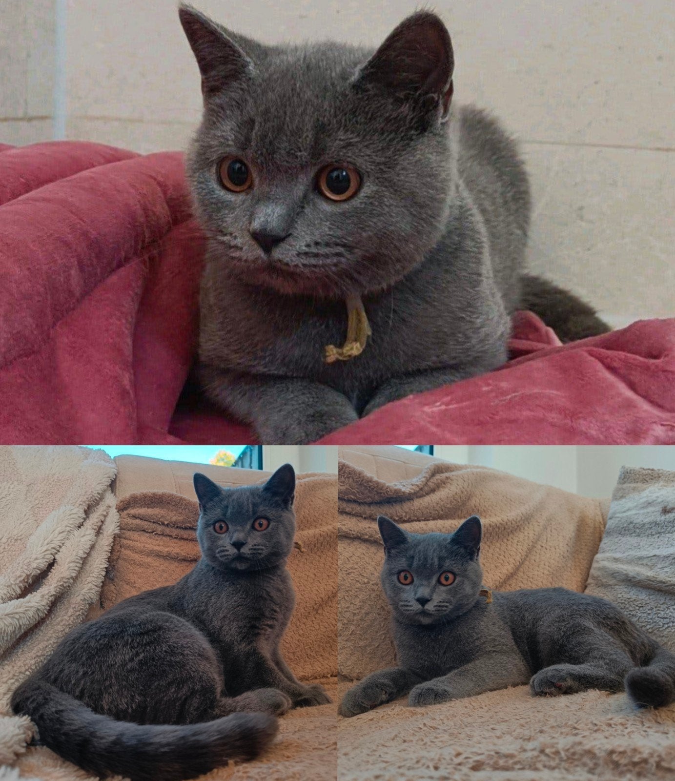 Voor wie opzoek is naar een leuk Brits korthaar katertje, Kater, Ontwormd, 0 tot 2 jaar