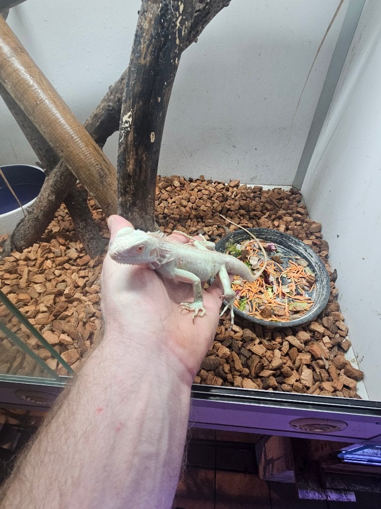 Iguana Iguane Snow 2025, Hagedis, 0 tot 2 jaar