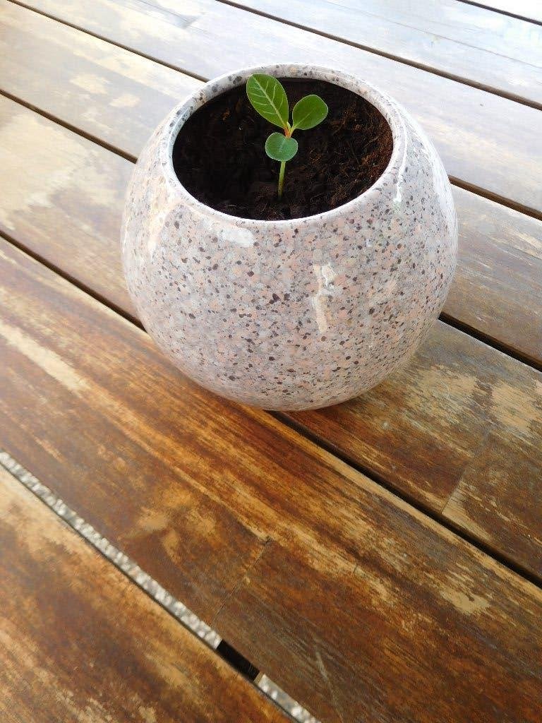 Madagascar Jewel, stekje in sierpot, Huis en Inrichting, Kamerplanten, Overige soorten, In pot, Minder dan 100 cm, Groene kamerplant