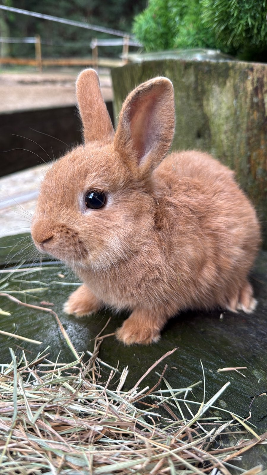 Kleurdwerg, Dieren en Toebehoren, Konijnen, Mannelijk, Dwerg