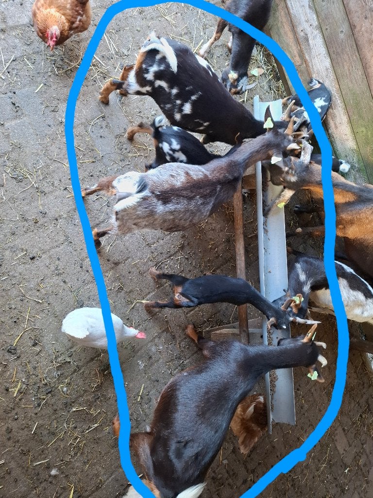Dwerggeiten, Dieren en Toebehoren, Schapen, Geiten en Varkens, Vrouwelijk, Geit