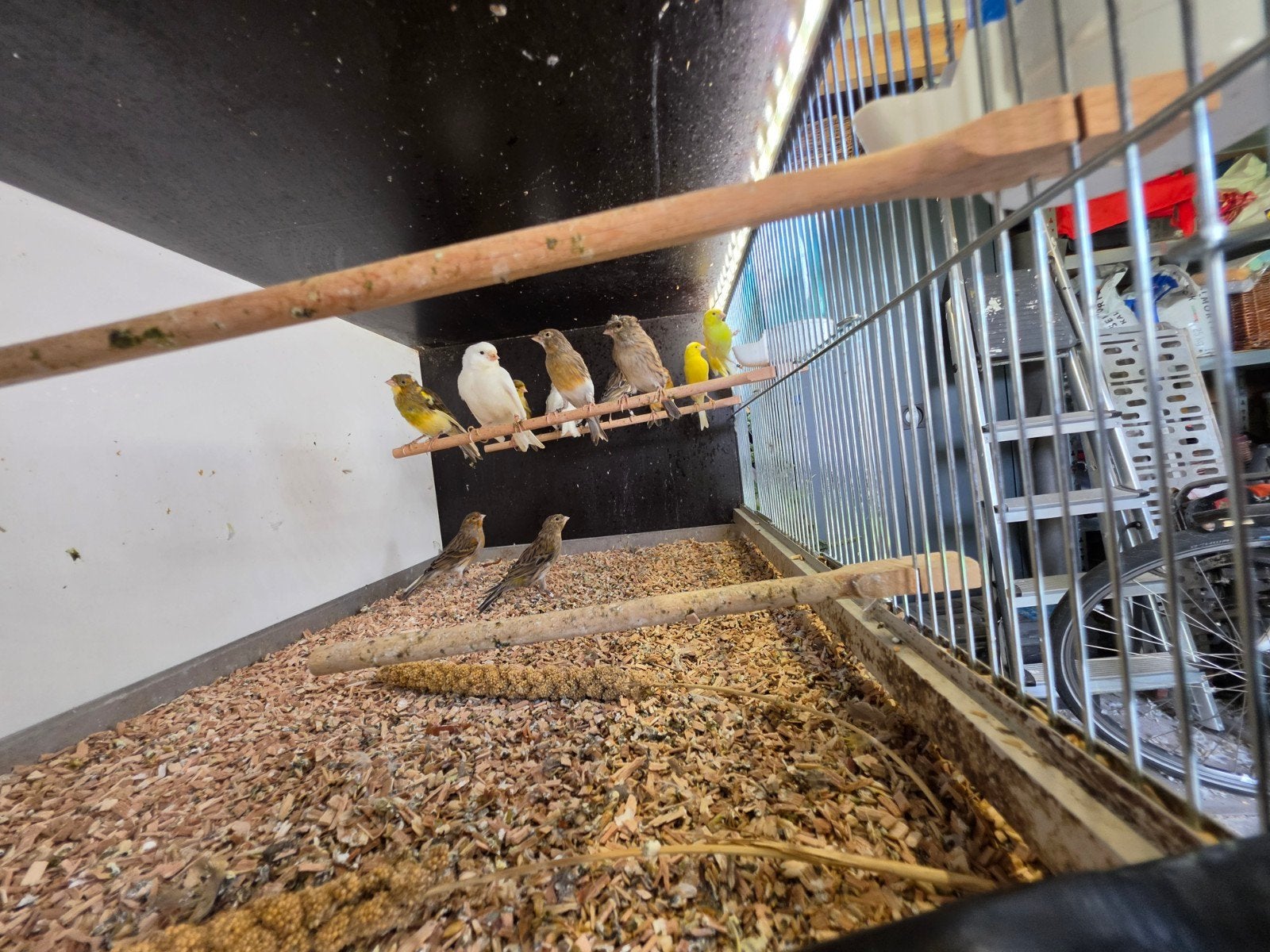 kanaries, Meerdere dieren