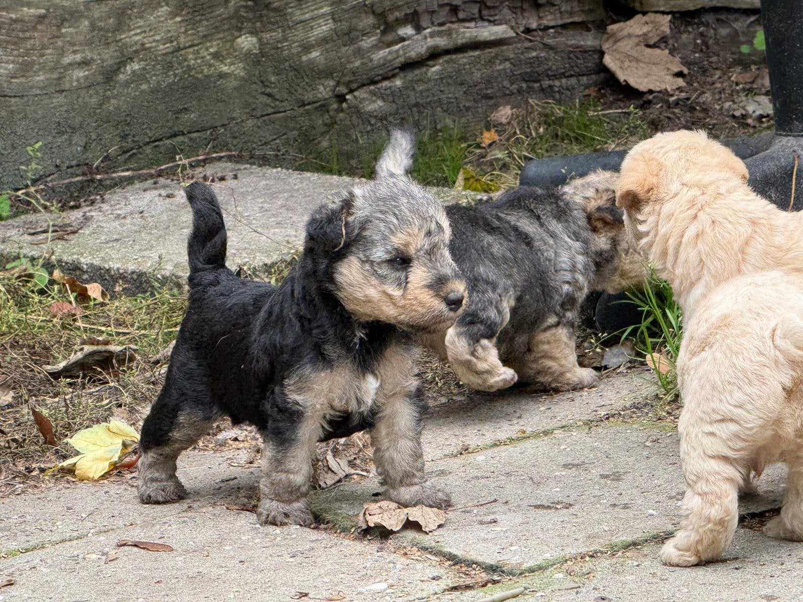 Mooie lakeland pups te koop, CDV (hondenziekte), 8 tot 15 weken, Meerdere, Nederland