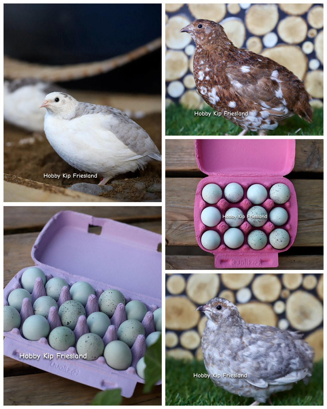 🩵🥚Japanse kwartel celadon broedeieren 🥚🩵, Dieren en Toebehoren, Geslacht onbekend, Overige soorten