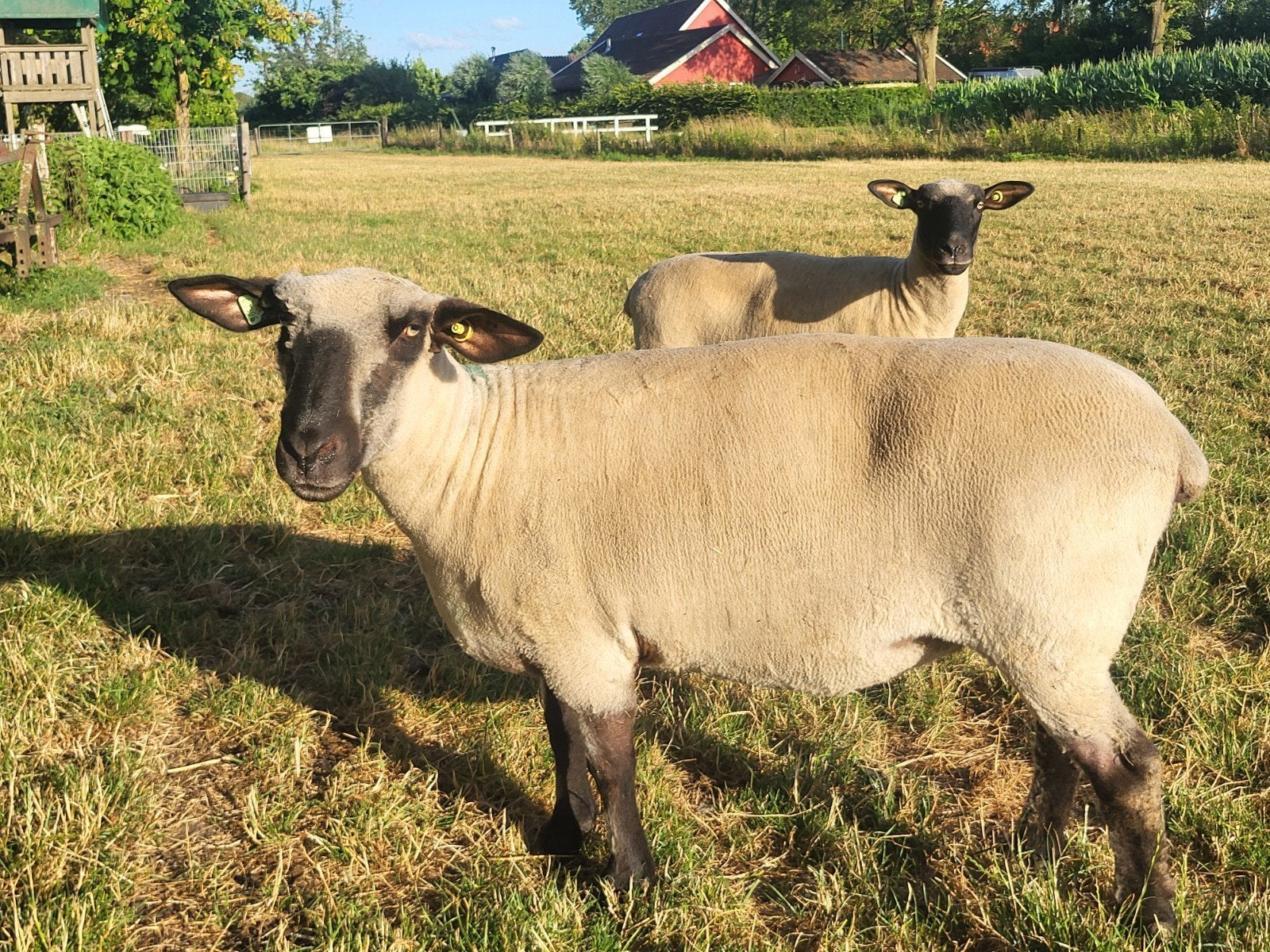 Hampshire down ooien, Dieren en Toebehoren, Schapen, Geiten en Varkens, Vrouwelijk, Schaap