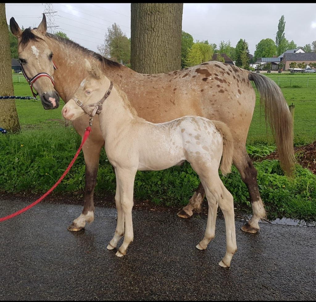 Ter dekking perlino appaloosa hengst 1.57, Dieren en Toebehoren, Hengst
