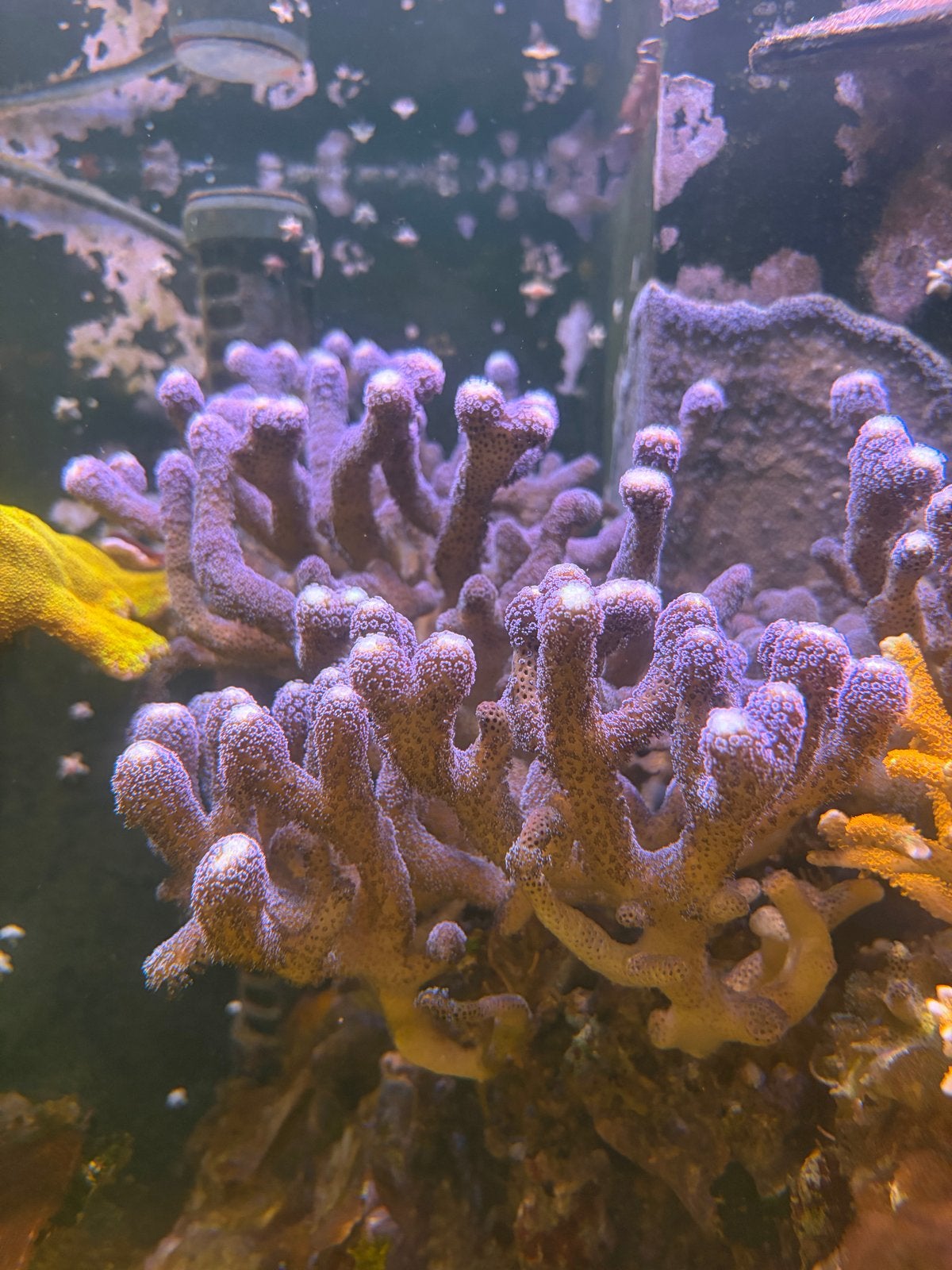 Stylophora paars stekken, Dieren en Toebehoren, Overige typen, Zoutwatervis