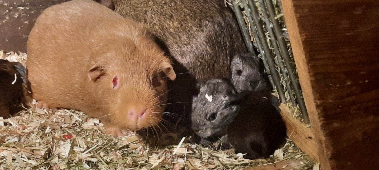 Jonge agouti cavia zeugjes te koop, Oktober, Vrouwelijk, Cavia