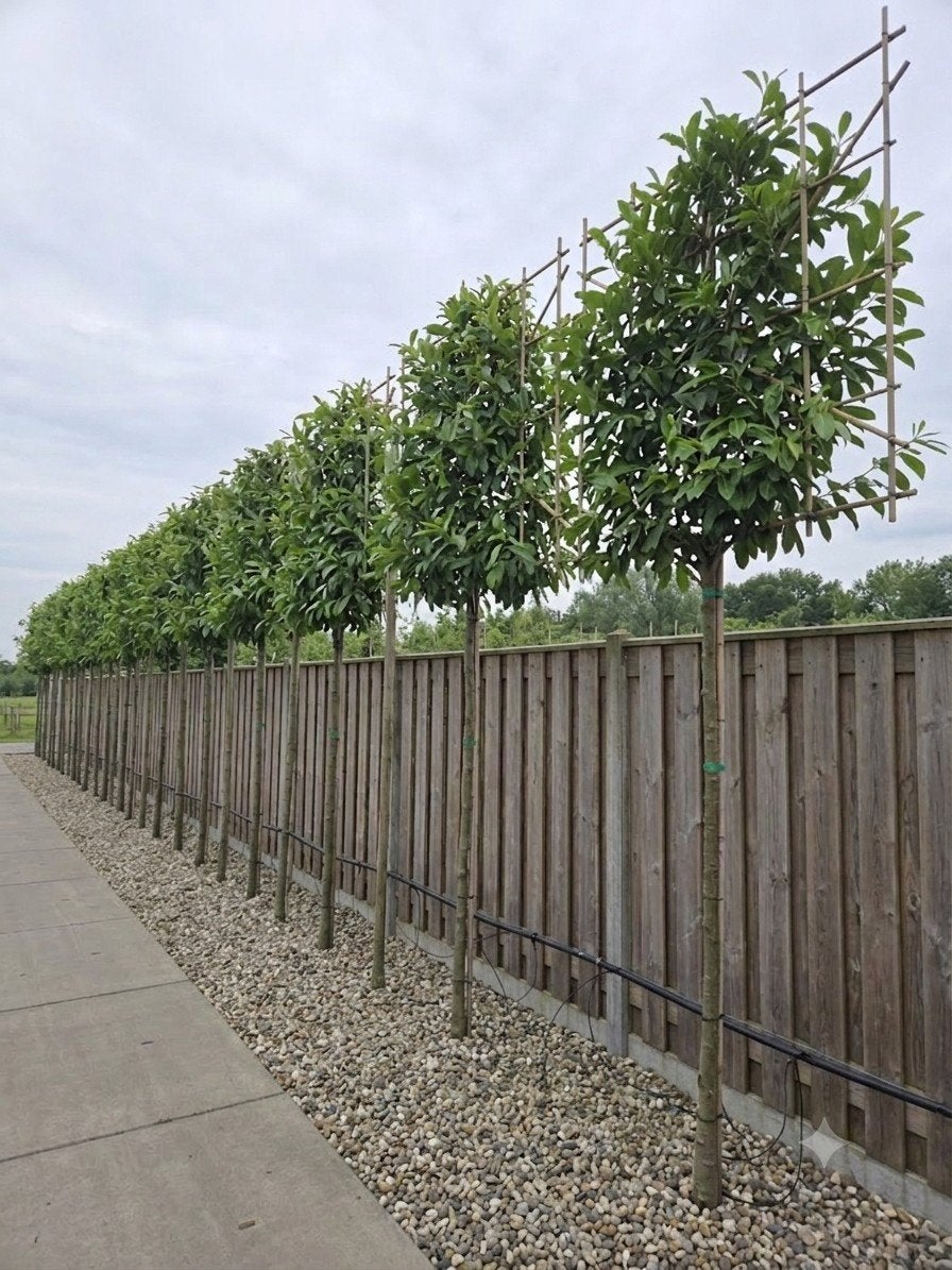 Groenblijvend Leilaurier, Tuin en Terras, Planten | Bomen, Ophalen, Halfschaduw