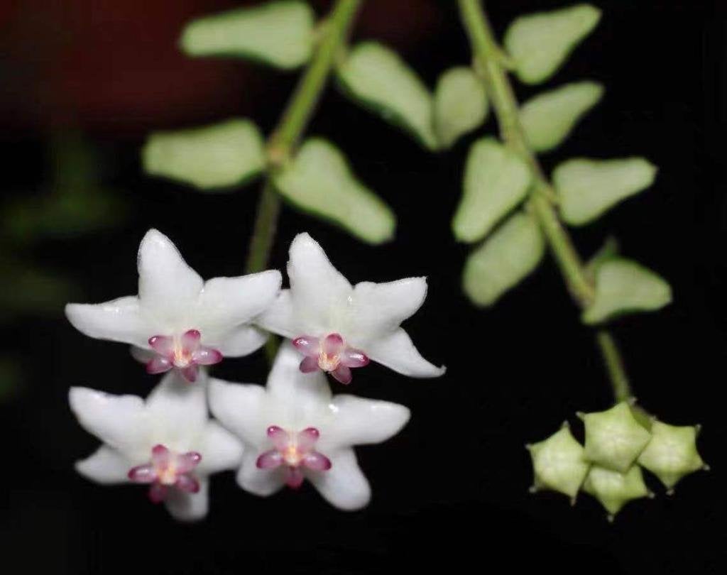 Hoya pyrifolia 1, Overige soorten, Minder dan 100 cm, Bloeiende kamerplant, Halfschaduw
