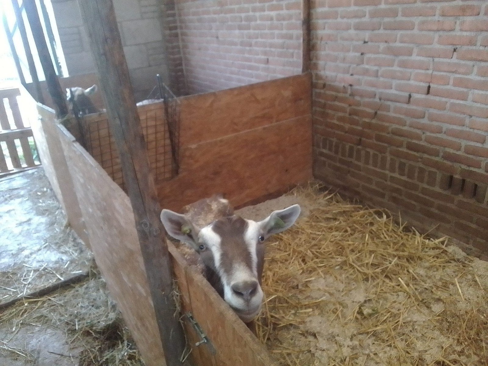 Prachtige Toggenburger geiten, Dieren en Toebehoren, Vrouwelijk, Geit, 3 tot 5 jaar