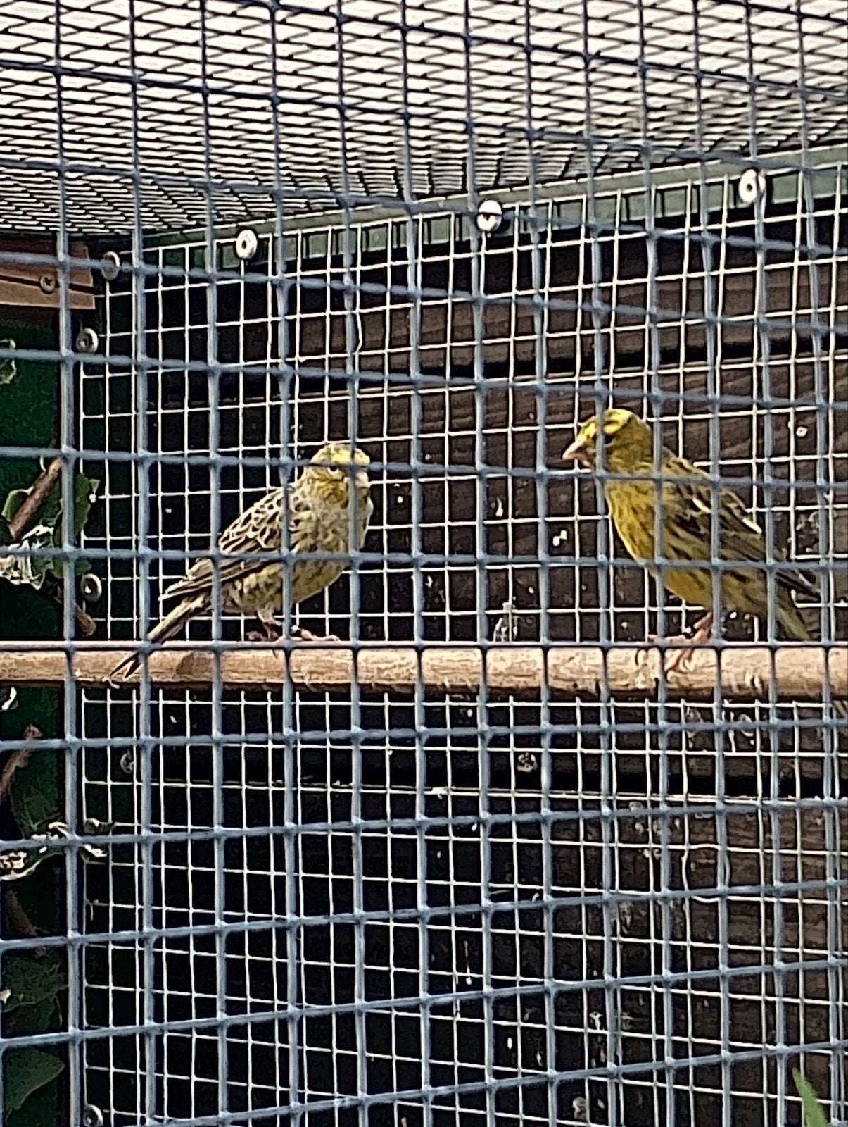div vogels, Dieren en Toebehoren, Vogels | Kanaries, Mannelijk, Bastaard