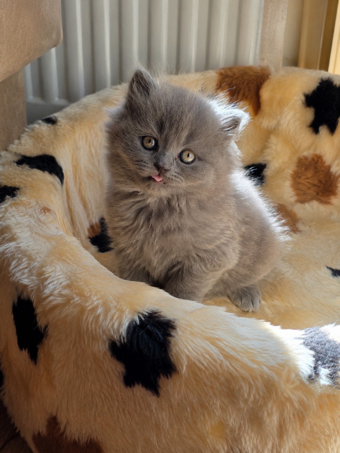 British Shorthair Blue, Kater, Kortharig, 0 tot 2 jaar