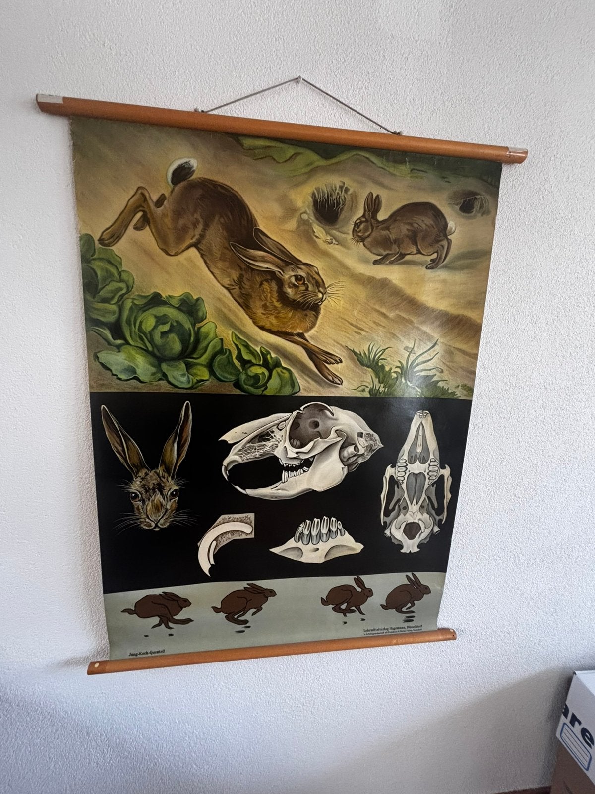 Originele Duitse schoolplaat "Der Hase" Jung-Koch-Quentell, Antiek en Kunst, Ophalen, Natuur en Biologie