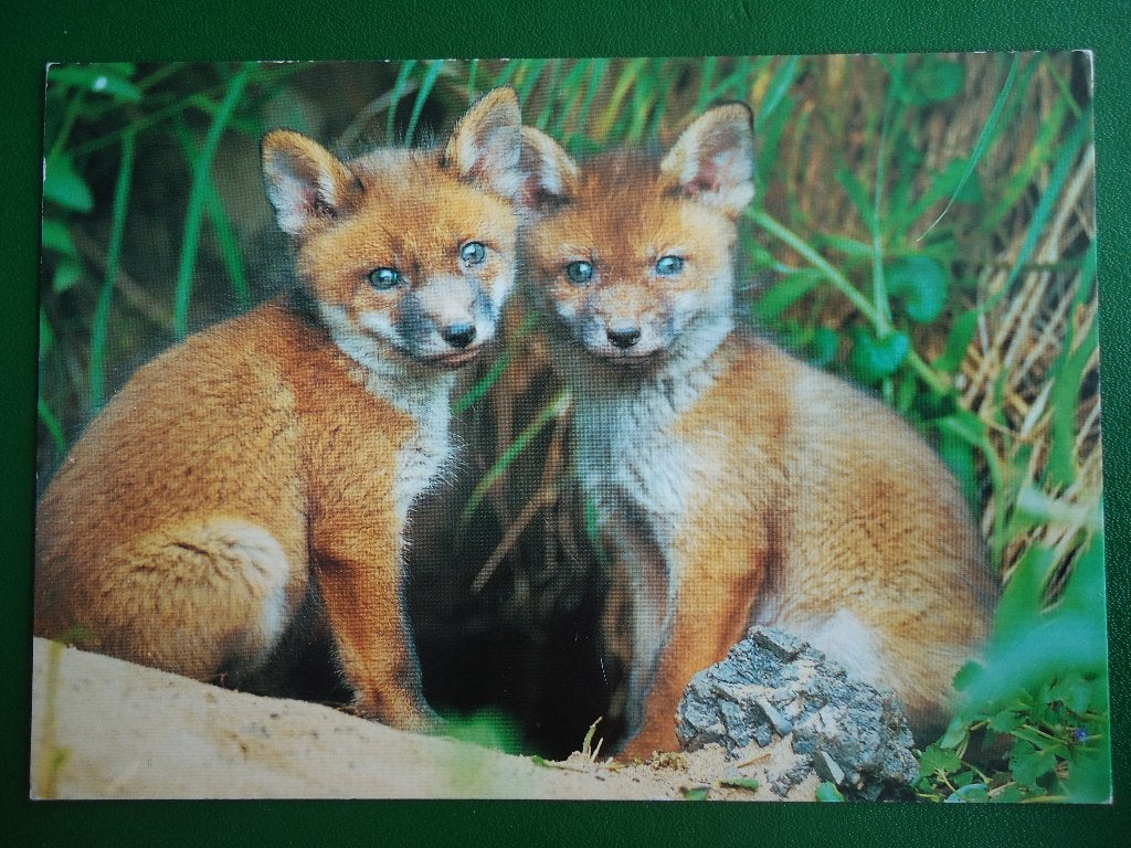 (106) Dierenkaart: VOSSEN, Verzamelen, Ansichtkaarten | Dieren, Verzenden, 1980 tot heden, Gelopen, Overige soorten