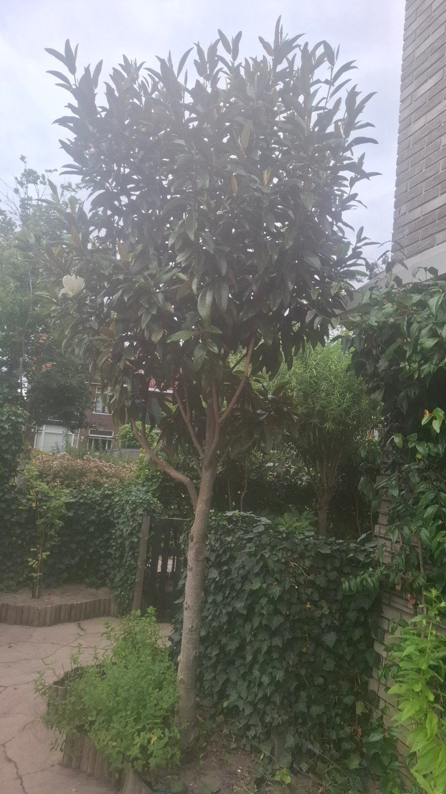 Prachtige boom met grote groene blaaderen, Tuin en Terras, Planten | Bomen, Ophalen of Verzenden, Bloeit niet, Volle zon, Overige soorten