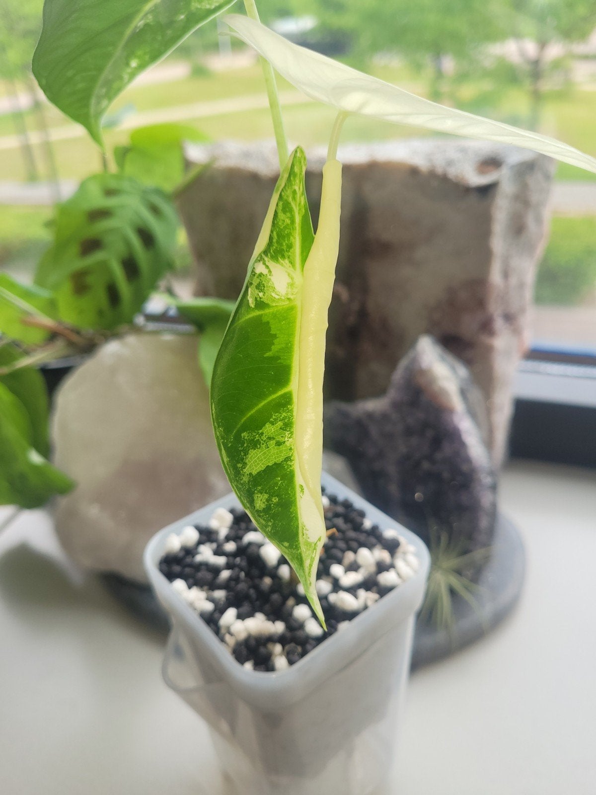 Alocasia Varigata 2x, Huis en Inrichting, In pot, Minder dan 100 cm, Groene kamerplant, Halfschaduw