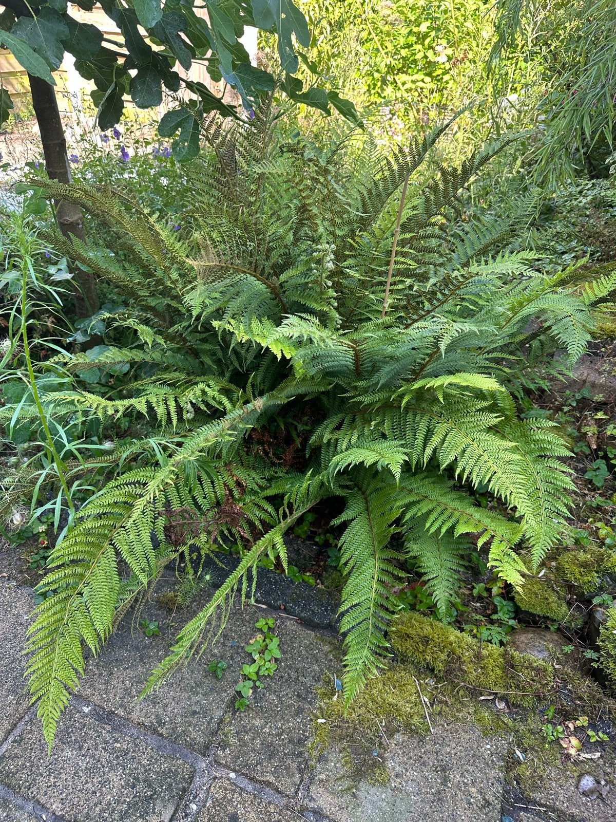 Grote middelgrote Zachte naaldvaren (Polystichum setiferum), Ophalen, Vaste plant, Varens, Bloeit niet