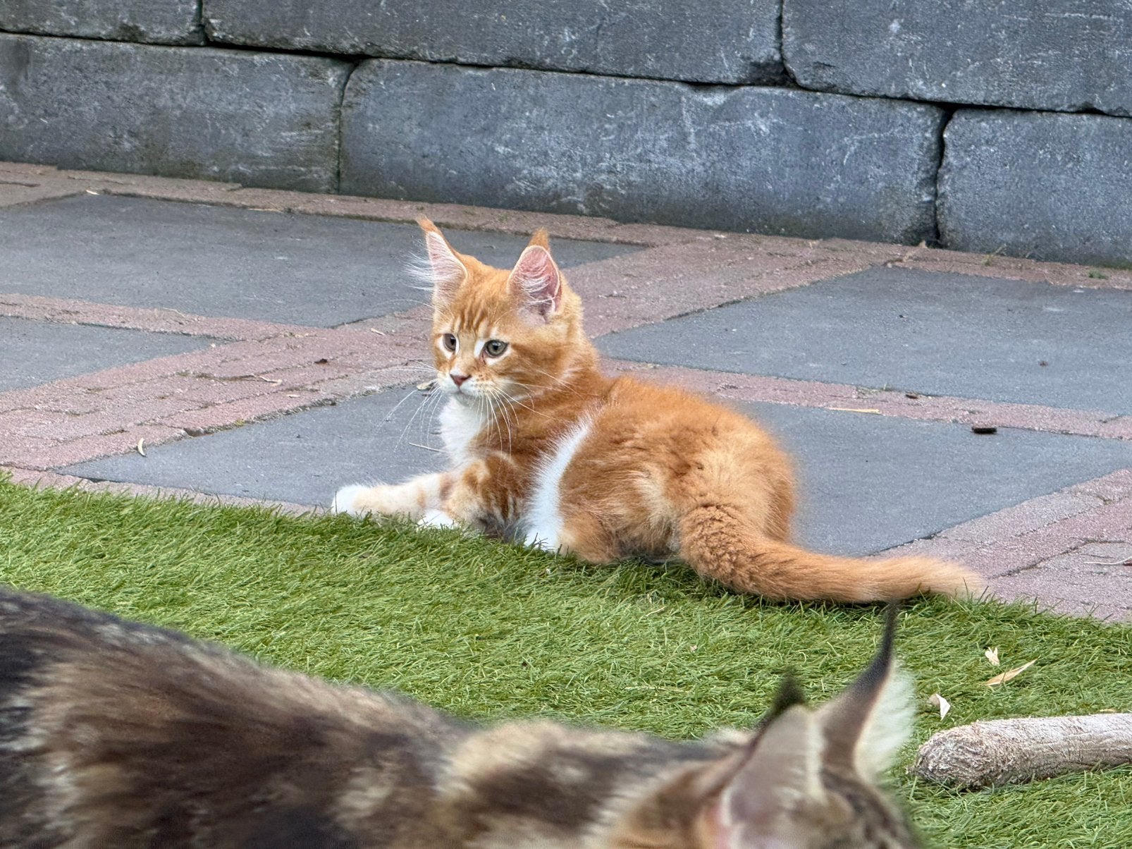 Maine Coon kitten met stamboom, Dieren en Toebehoren, Katten en Kittens | Overige Katten, Meerdere dieren