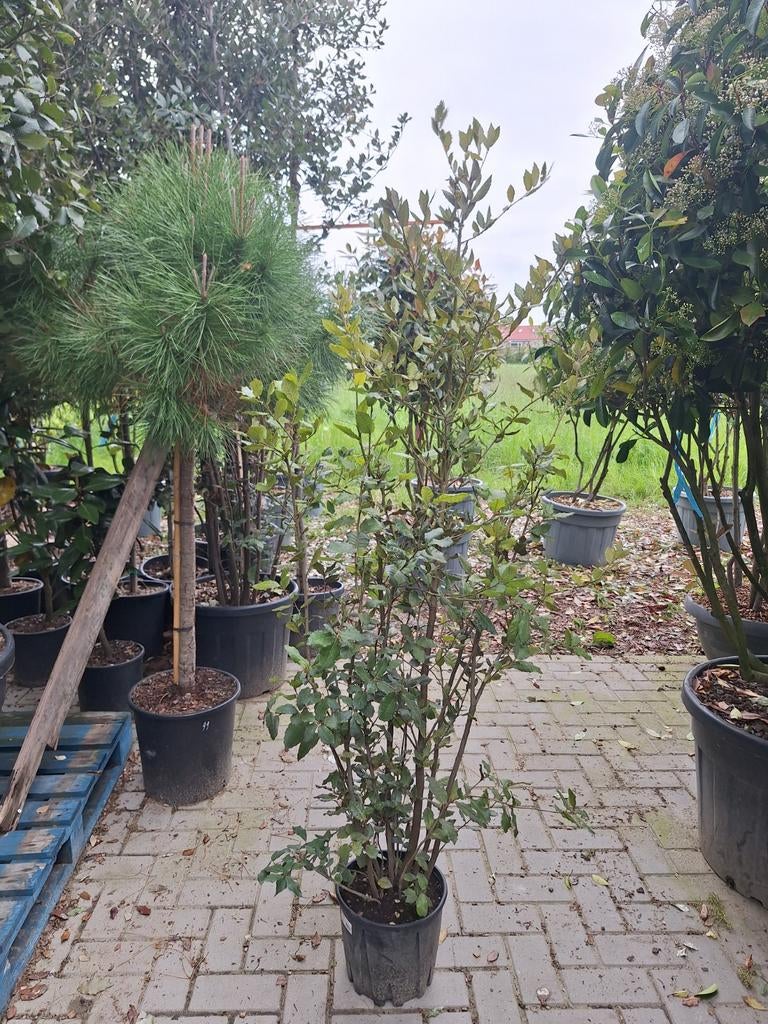 Steeneik quercus ilex, Tuin en Terras, Ophalen, Bloeit niet, Halfschaduw, Overige soorten