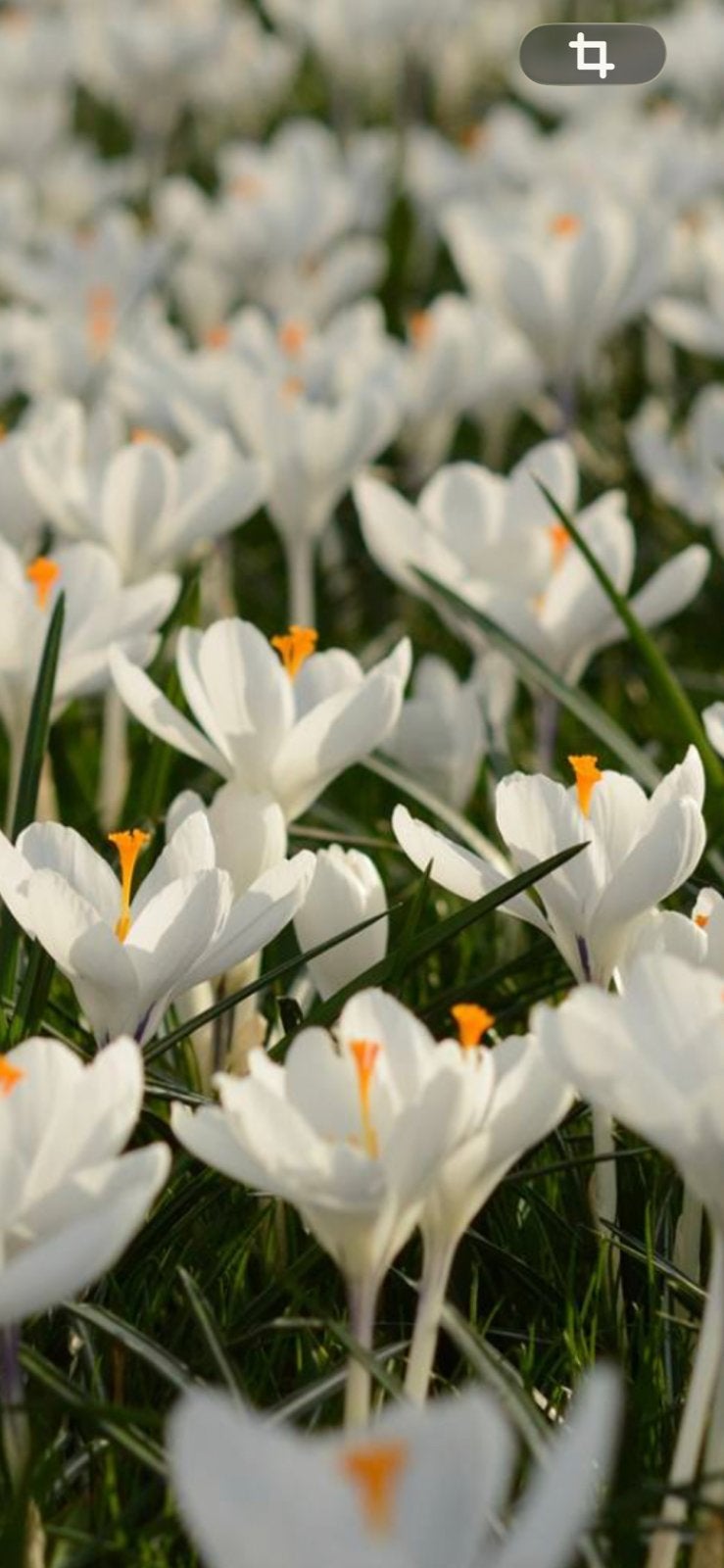 Crocus Jeanne d’Arc, Ophalen of Verzenden, Overige soorten, Volle zon