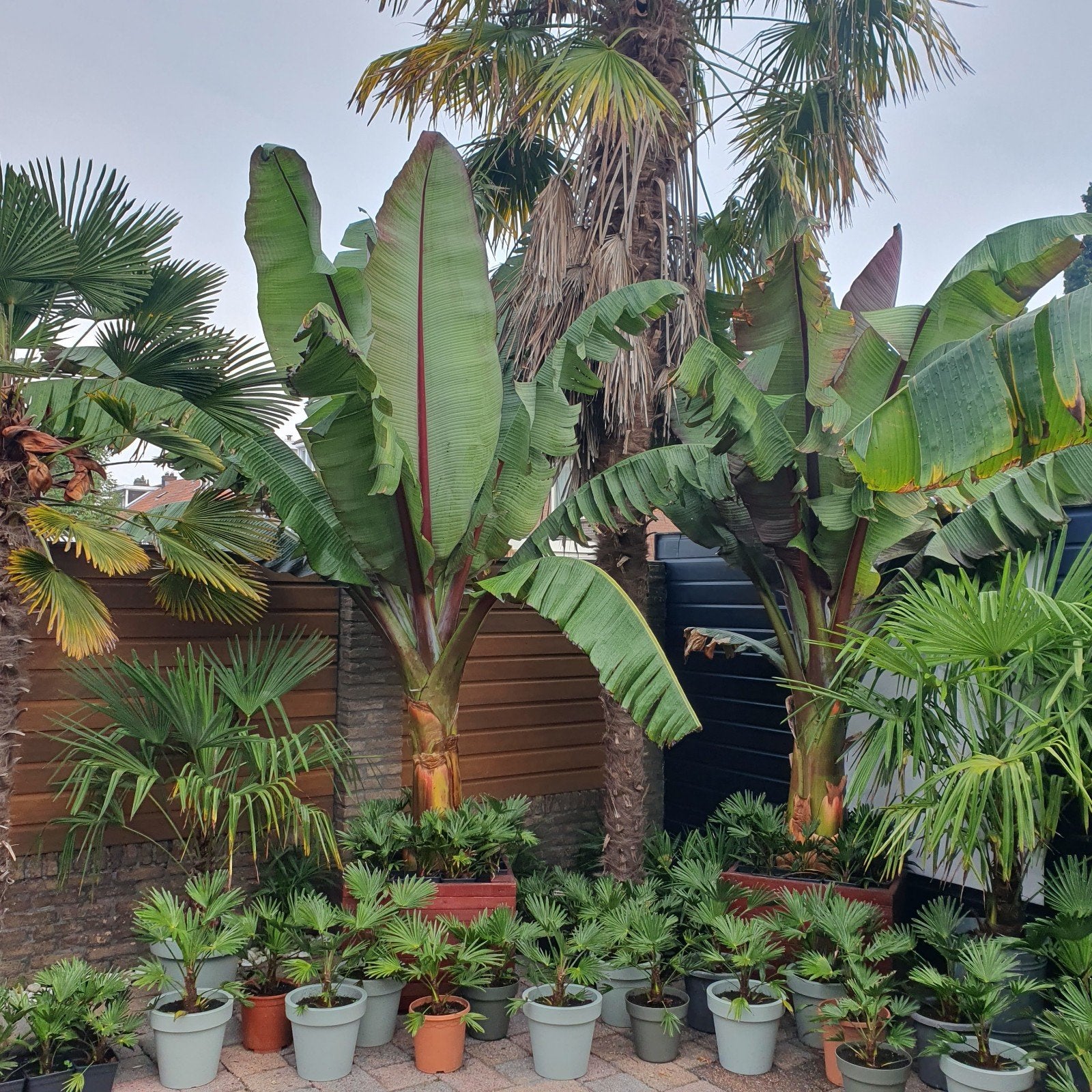 Trachycarpus Wagnerianus en 3x Fortunei, Ophalen, Overige soorten, Volle zon
