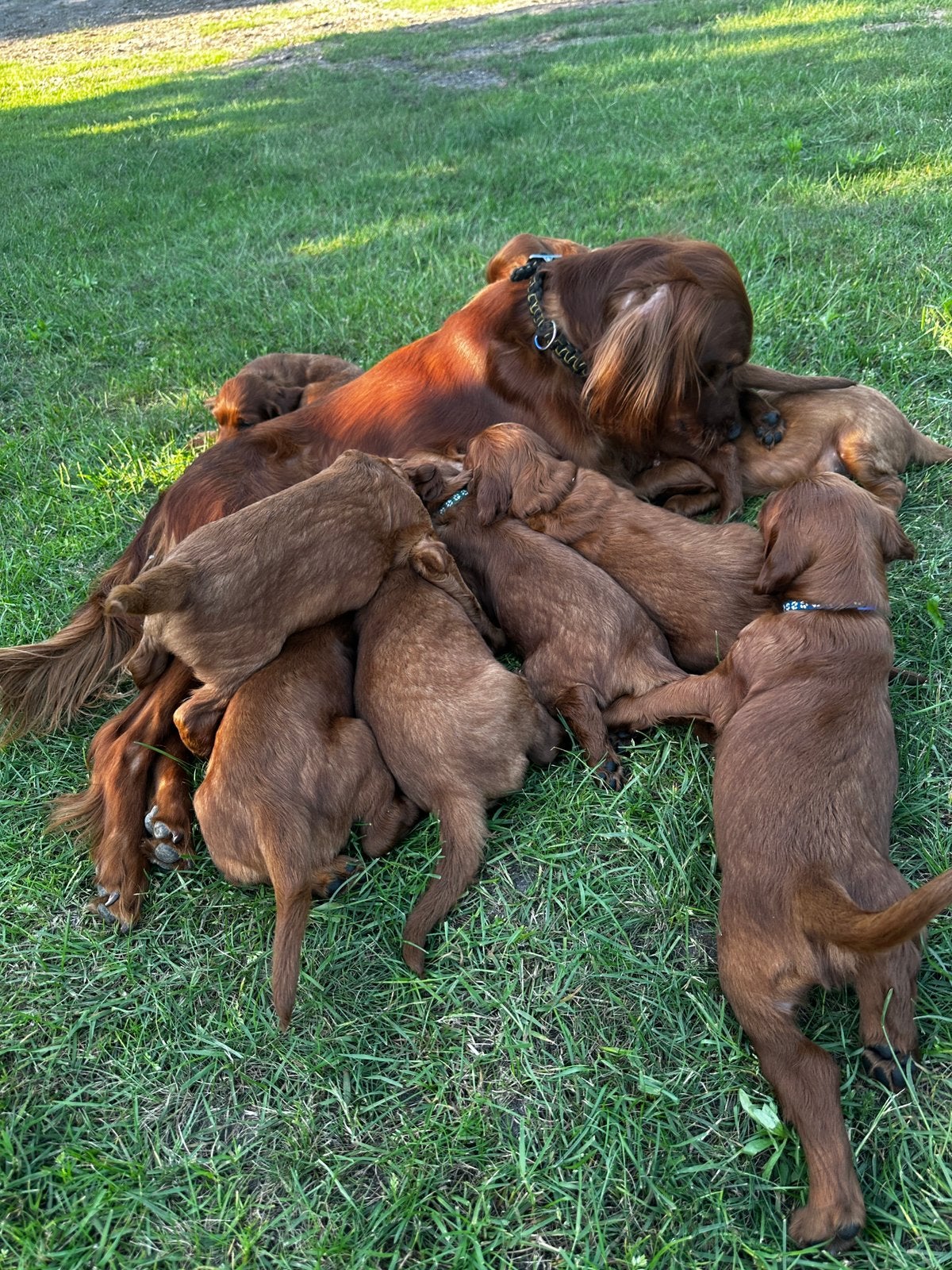 Ierse Setter pups met stamboom, Dieren en Toebehoren, HCC (leverziekte), 8 tot 15 weken, Meerdere, Meerdere dieren