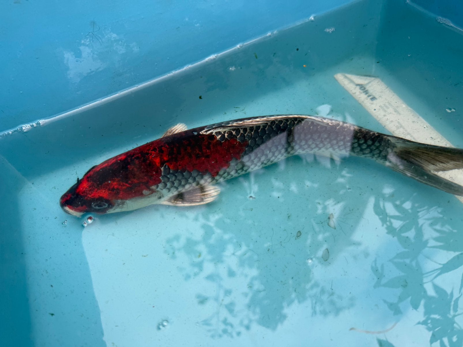 Goshiki koi, Dieren en Toebehoren, Karper of Koi