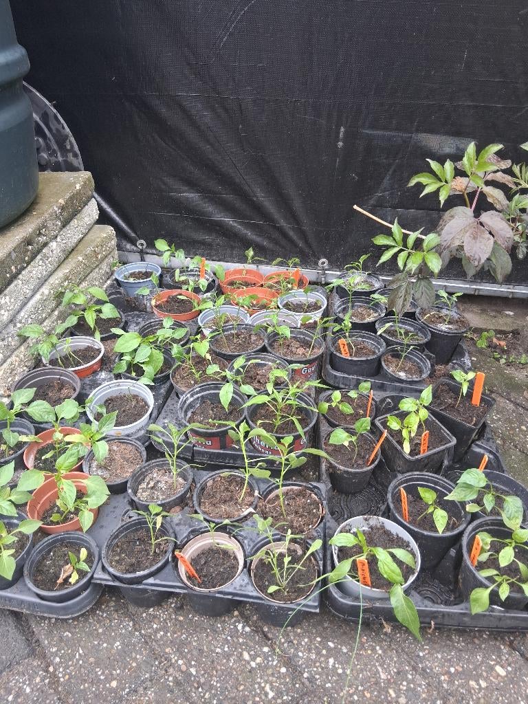 Diverse soorten peper en paprika planten, Tuin en Terras, Planten | Tuinplanten, Ophalen, Eenjarig, Groenteplanten, Volle zon