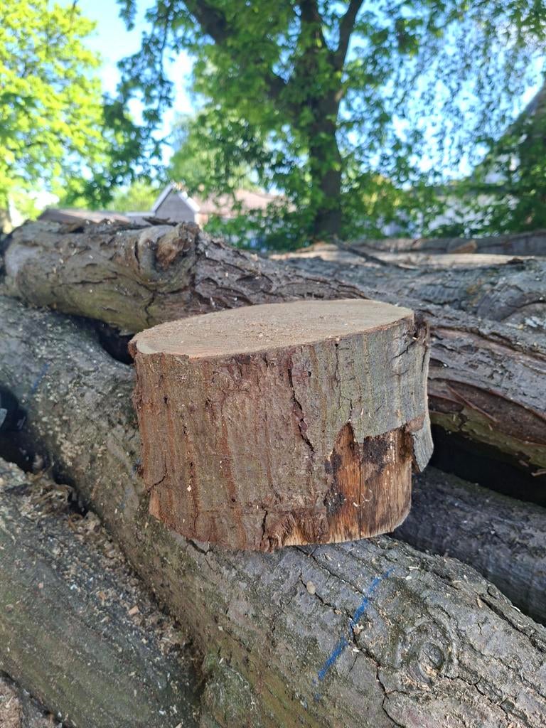 Eiken schijf, Tuin en Terras, Haardhout, Minder dan 3 m³, Ophalen of Verzenden