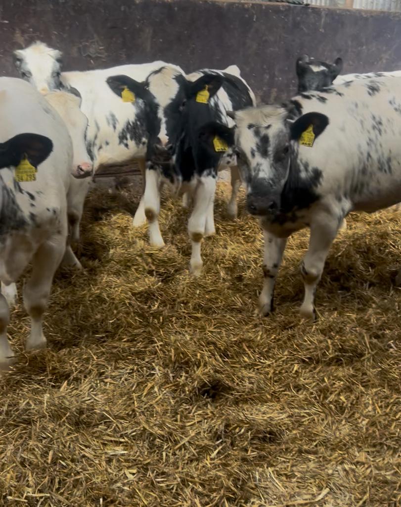 Top kwaliteit blauwe kalveren, Dieren en Toebehoren, Runderen, Vrouwelijk