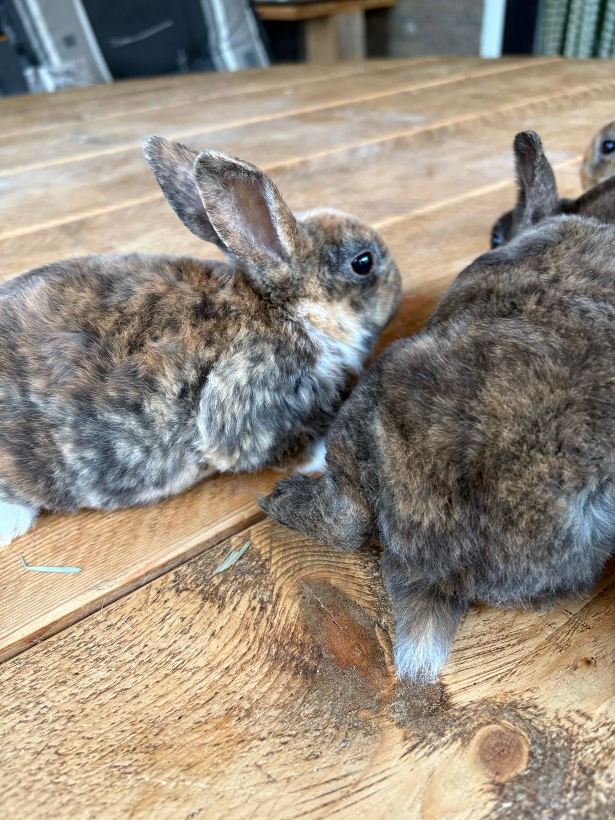Jonge rex konijntjes, Dieren en Toebehoren, Meerdere dieren