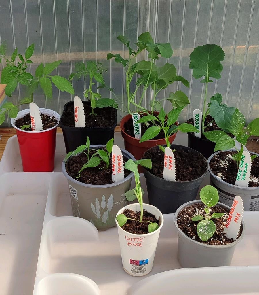 Cayenne peper, hete peper, paprika, broccoli, bloemkool,, Tuin en Terras, Planten | Tuinplanten, Ophalen, Eenjarig, Groenteplanten