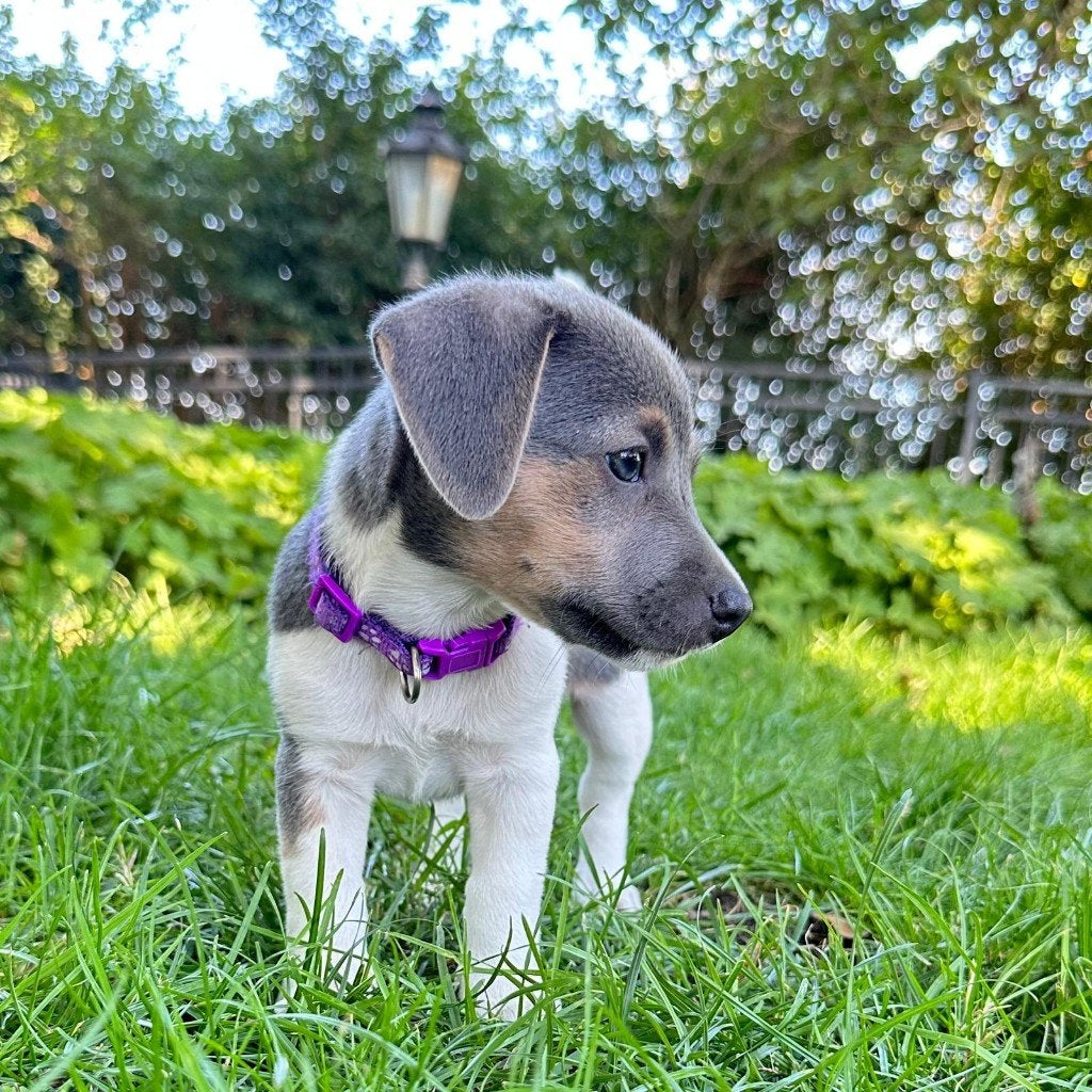 Blauwe Jack Russell Pups Lief & Schattig Tricolor Blue, Dieren en Toebehoren, Honden | Jack Russells en Terriërs, Parvo, Jack Russell Terriër