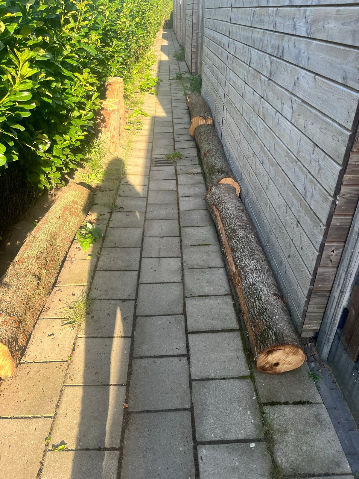 Stookhout / Brandhout  - Noorse esdoorn stammen, Tuin en Terras, Minder dan 3 m³, Ophalen, Overige houtsoorten, Stammen