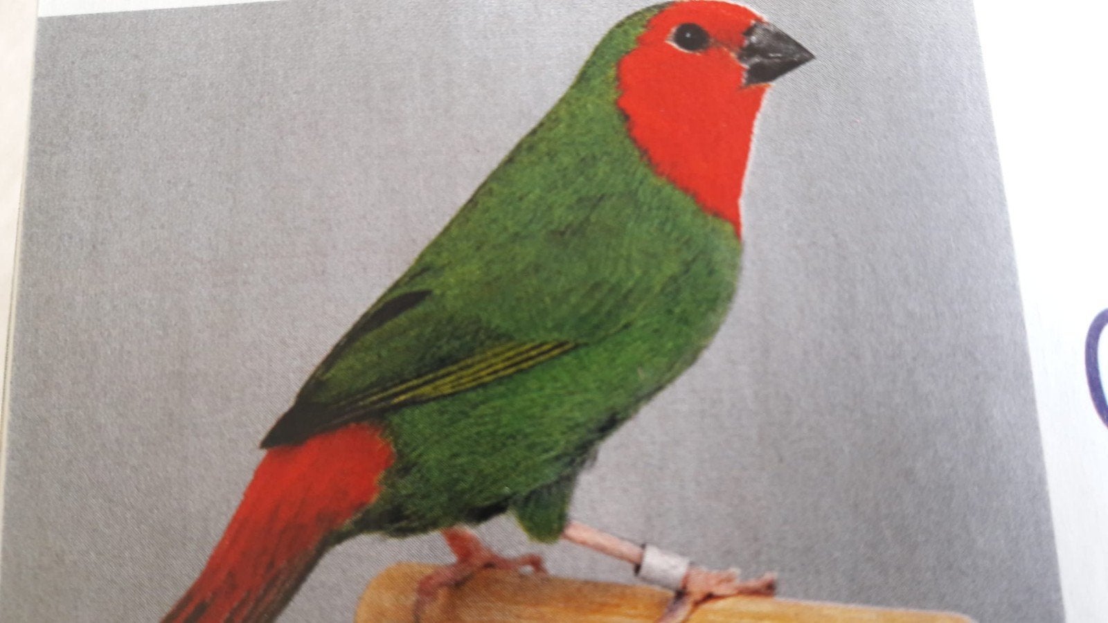 roodkop papagaaiamandines, Dieren en Toebehoren, Vogels | Overige Vogels, Mannelijk