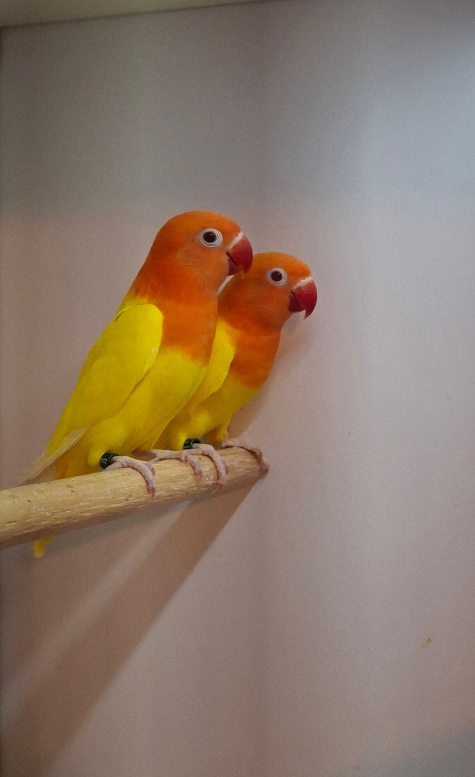 Te koop 3 agapornis ficheri lutino split opaline / blauw, Mannelijk, Dwergpapegaai of Agapornis, Geringd