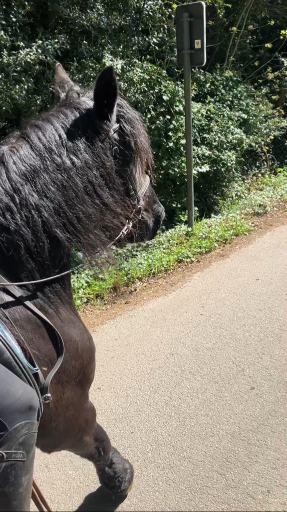 Bomproove friese merrie, Dieren en Toebehoren, Paarden, Merrie, B, Minder dan 160 cm, 11 jaar of ouder, Recreatiepaard, Gechipt