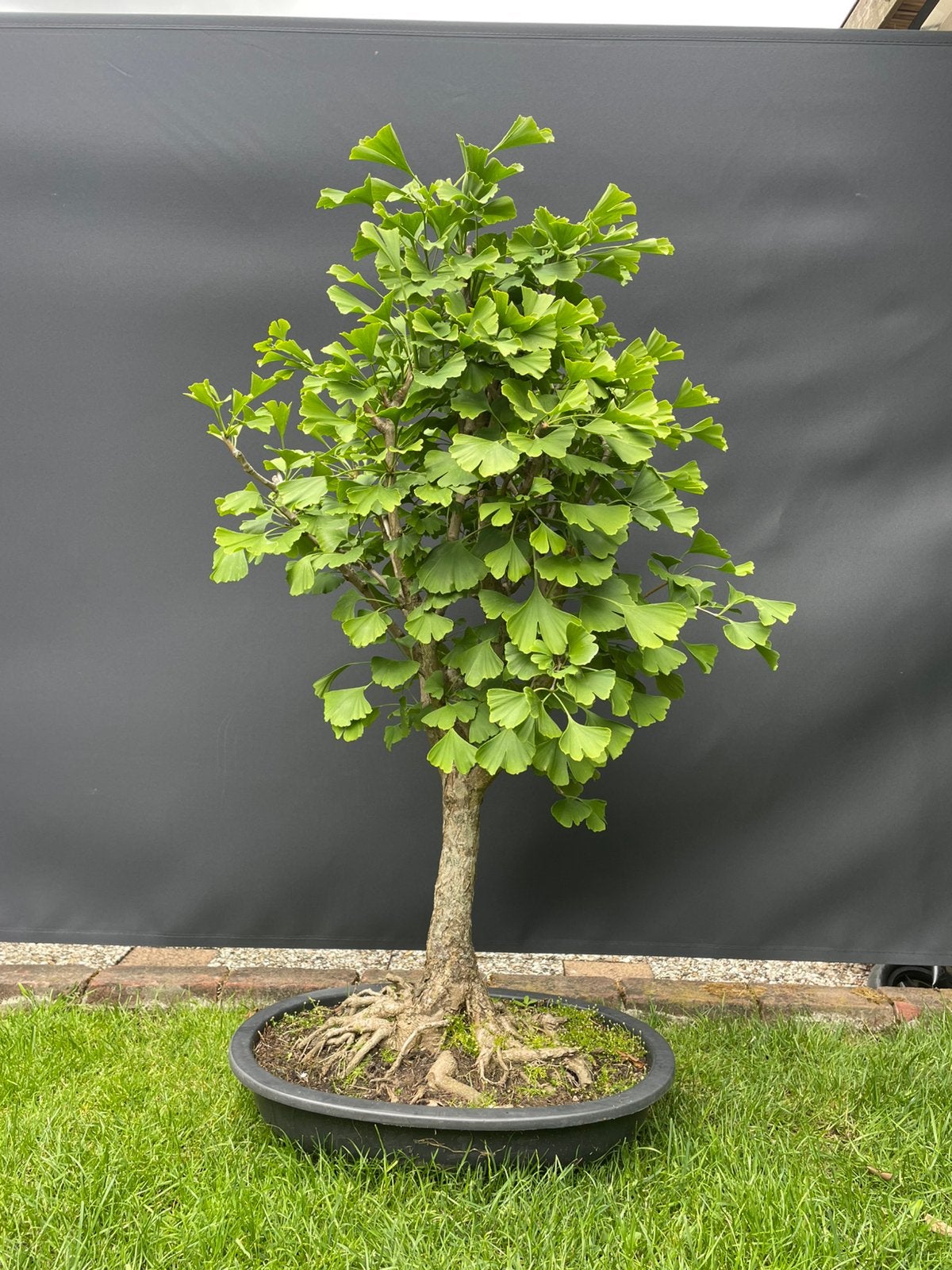 Ginkgo biloba bonsai / Japanse Notenboom, Bloeit niet, Halfschaduw, Overige soorten, Minder dan 100 cm