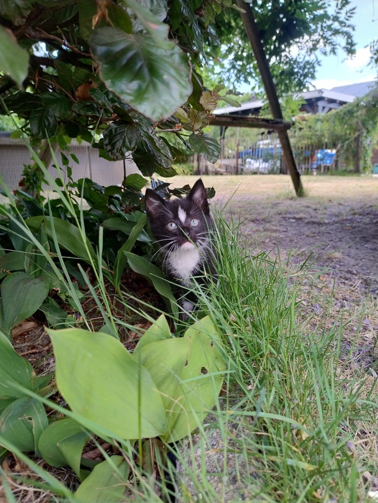 Lieve kittens zoeken een lief huis, Poes, Kortharig, 0 tot 2 jaar