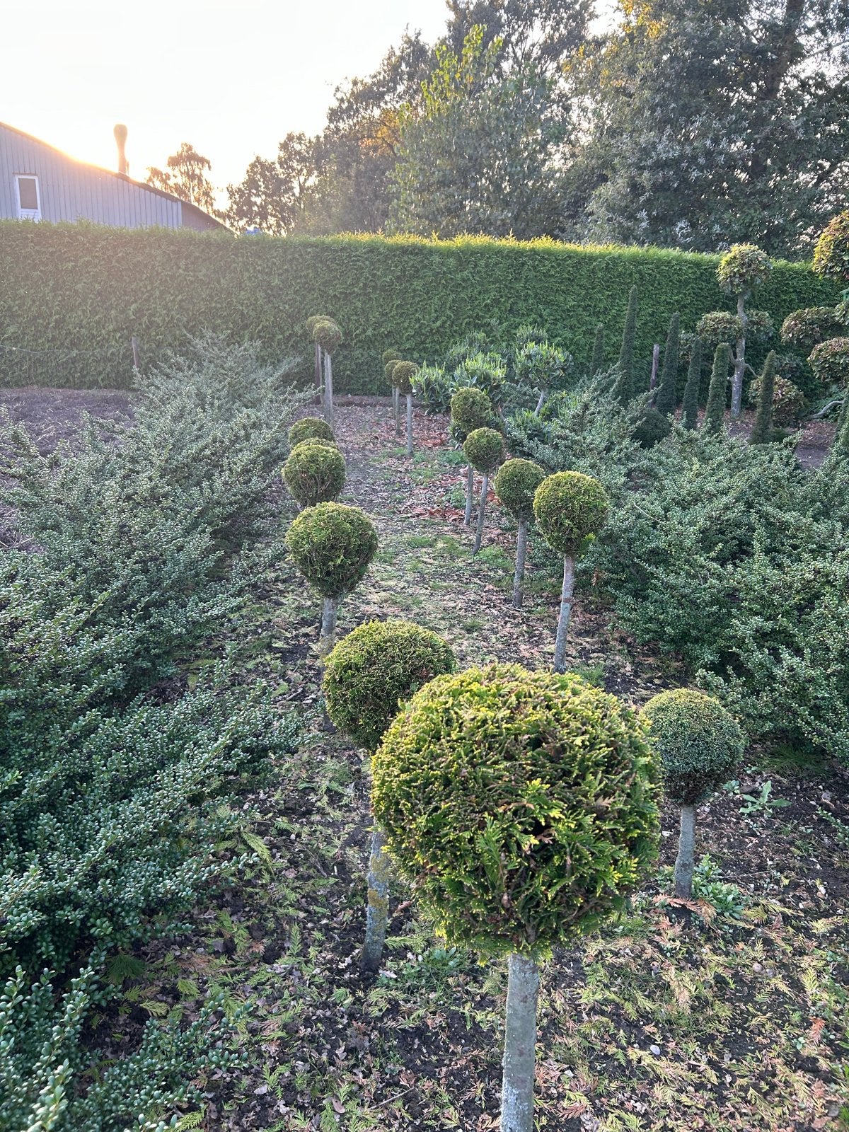 Smaragd Conifeer Bol - Prachtige Groene Bolboom, Bloeit niet, 100 tot 250 cm, Ophalen, Volle zon