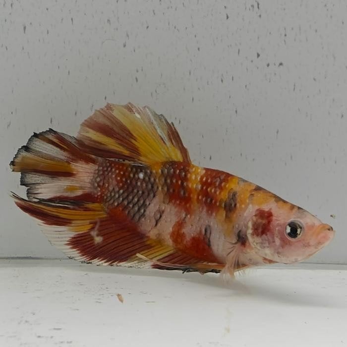 Betta splendens man 58, Vis