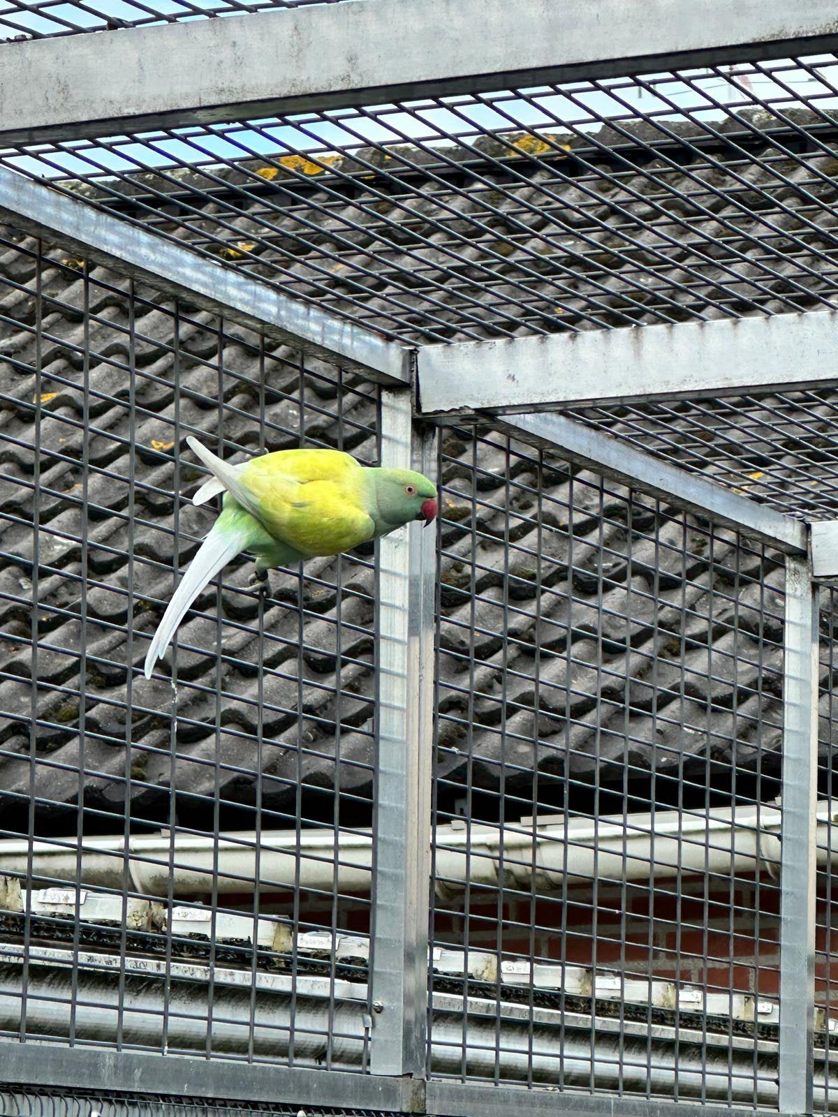 Halsbandparkiet, Vrouwelijk, Parkiet