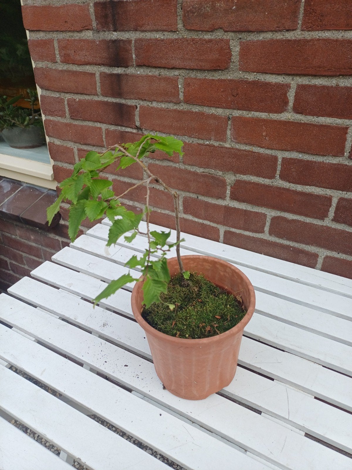 Iep pre Bonsai, Ophalen, Volle zon, Vaste plant, Fruitplanten