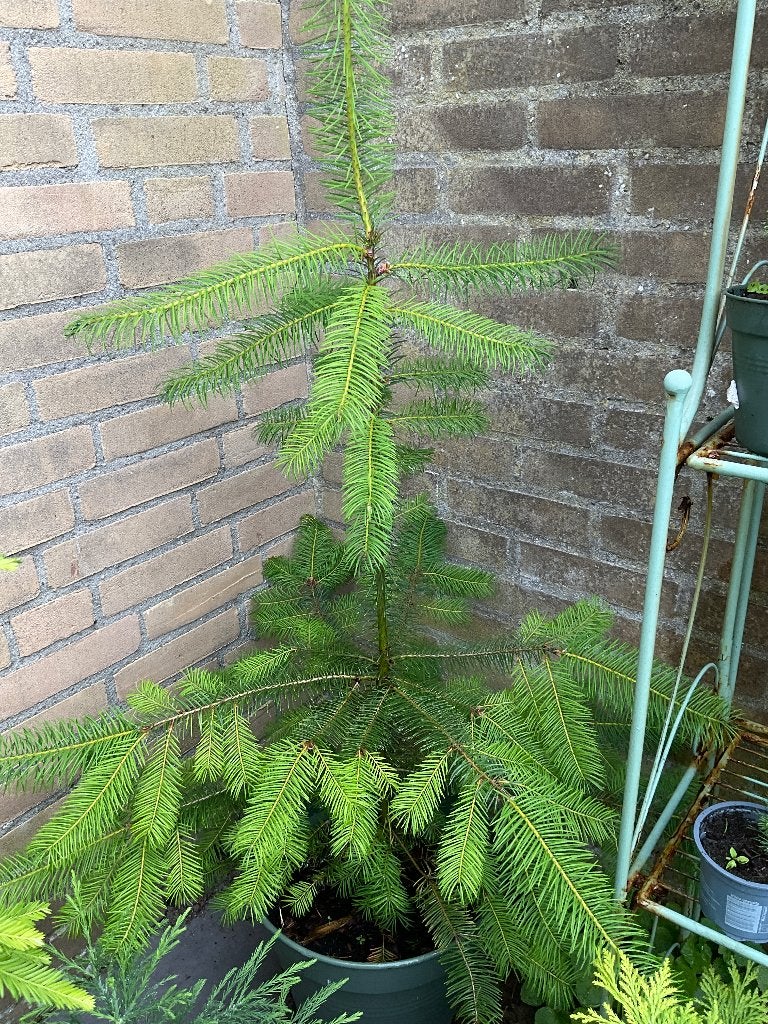 Douglas spar, in pot gekweekt, Halfschaduw, Overige soorten, 100 tot 250 cm, Ophalen