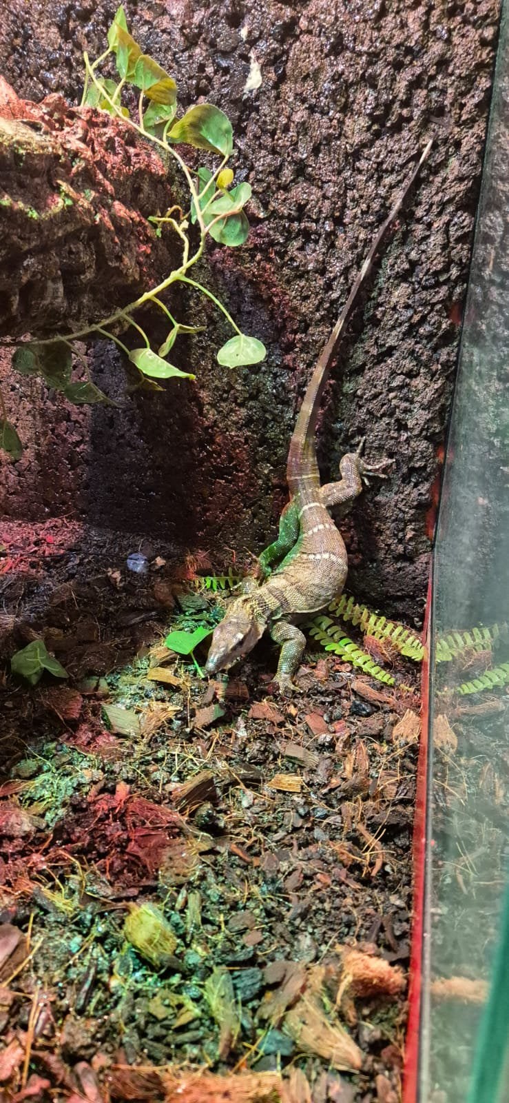 varanus rudicollis ruwnek varaan Monitor Lizard photo 4