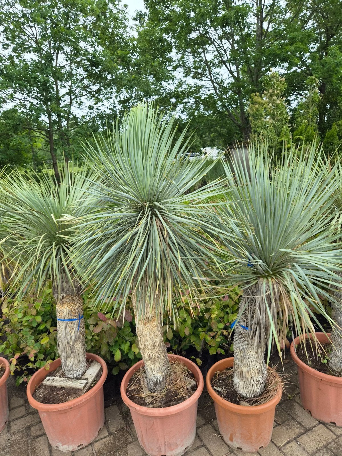 Yucca rostrata - Blauwe Palmlelie XXL, Ophalen of Verzenden