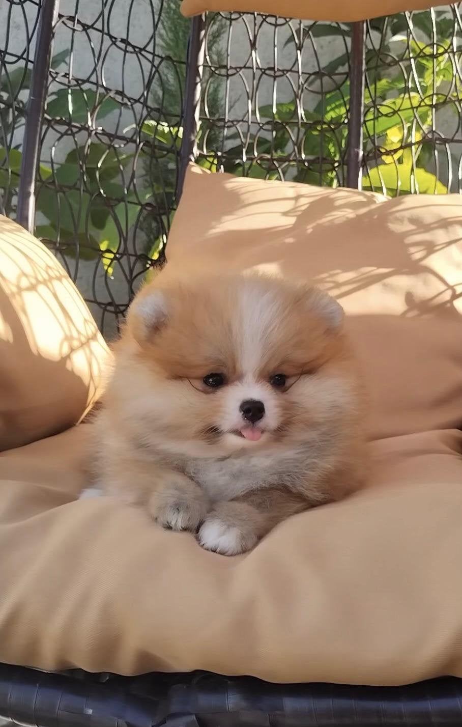 Pomeriaan pup, Dieren en Toebehoren, Honden | Chihuahua's en Gezelschapshonden, Overige rassen, 8 tot 15 weken, Buitenland, Teef